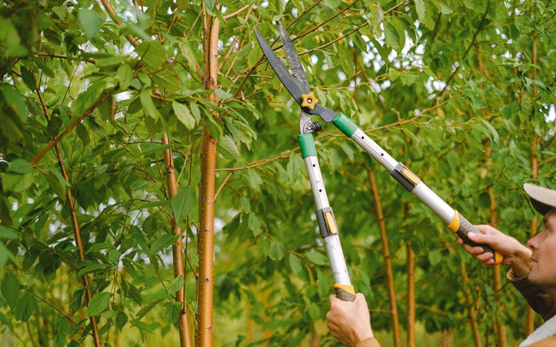 Tree trimming in Armbrust, PA