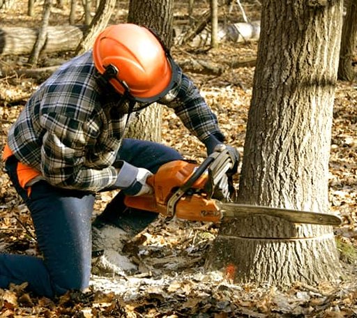 Tree Removal in Armbrust, PA